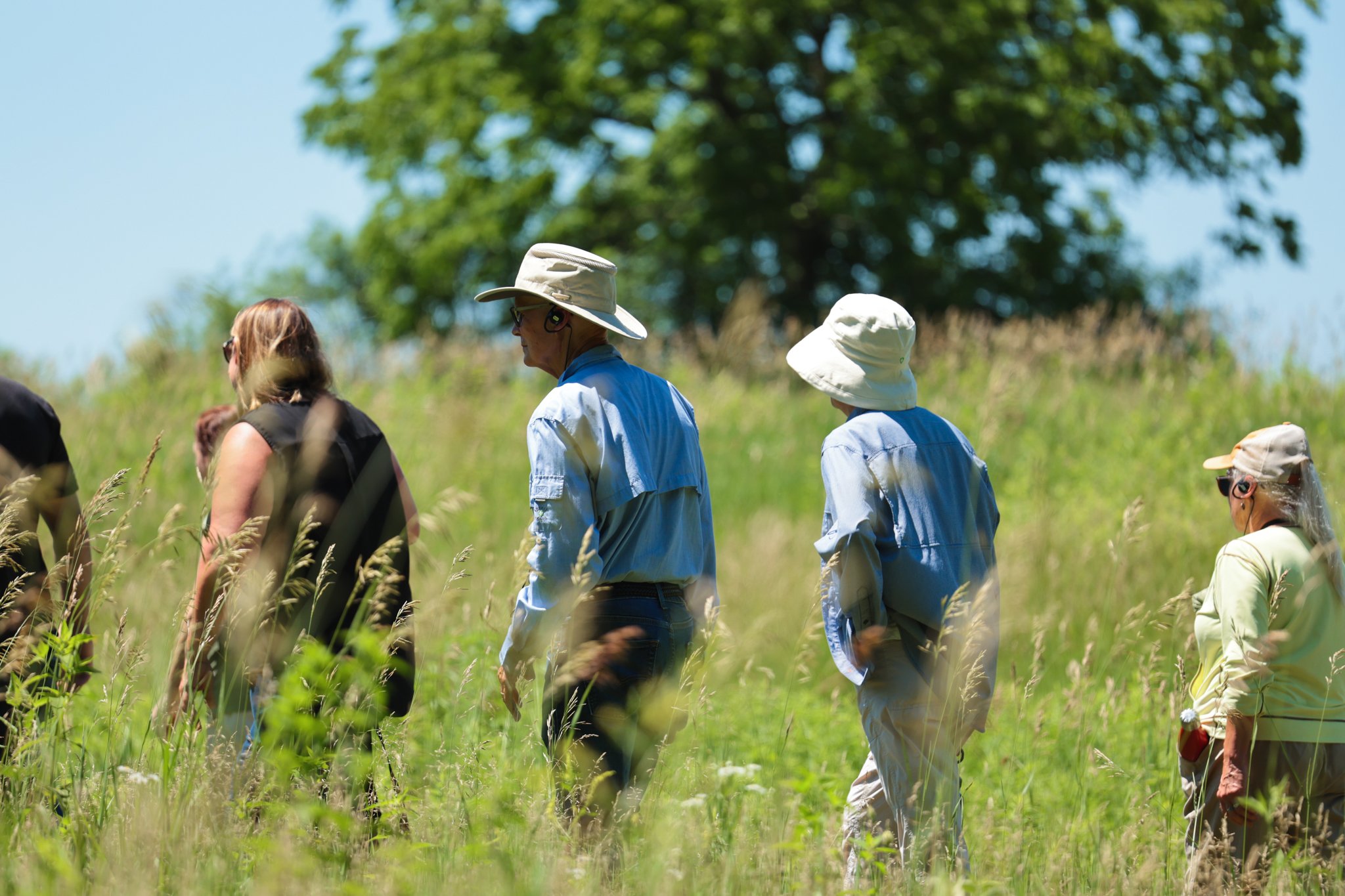 Group of people walking through tall prairie grass on a sunny day, wearing hats and earpieces during an outdoor guided nature tour.
